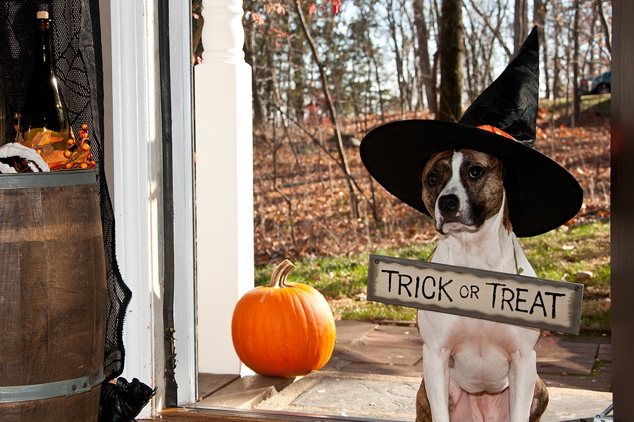 Tricks and Treats for Your Fall Home Remodel